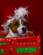 Foto: Jack-Russel-Terrier als Weihnachtsmann in Schachtel Jack-Russel-Terrier als Weihnachtsmann in Schachtel