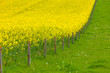 Yellow Rape Field