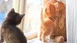 cat with kittens on the windowsill