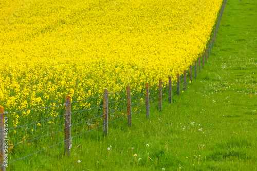 Photo: Yellow Rape Field Yellow Rape Field