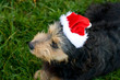 Hund mit Weihnachtsmütze