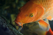 Koi fish swimming underwater (Cyprinus Rubrofuscus)