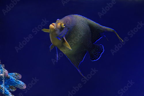 Photo: tropical Fish on a coral reef tropical Fish on a coral reef