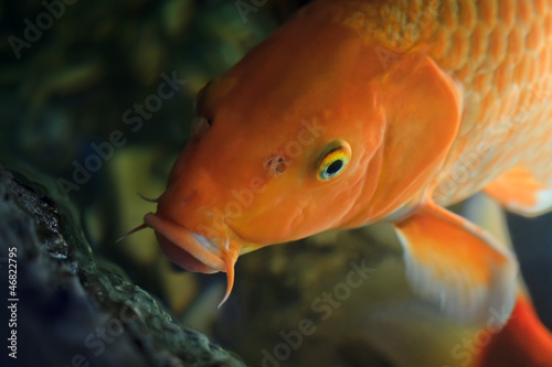 Photo: Koi fish swimming underwater (Cyprinus Rubrofuscus) Koi fish swimming underwater (Cyprinus Rubrofuscus)