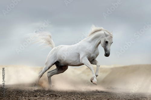 Photo: arab horse arab horse