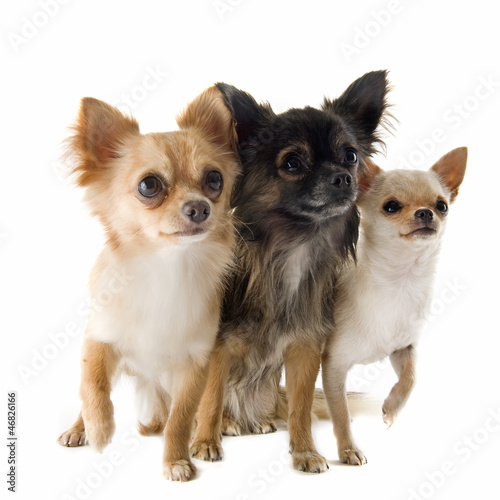 Photo: chihuahuas chihuahuas