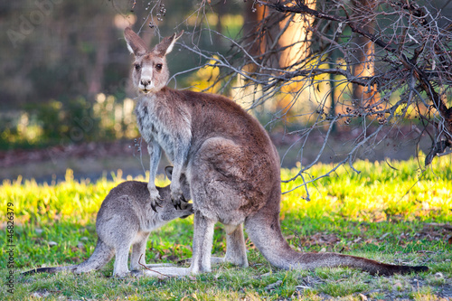 Photo: kangaroo and child kangaroo and child
