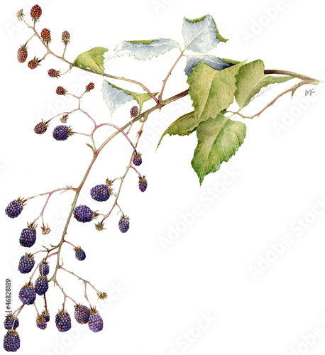 Illustration: Rubus fruticosus Rubus fruticosus