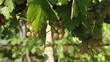 White wine grapes hanging from the tree. 7.
