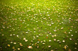 Photo: Automne, pelouse, gazon, jardin, feuilles, jardinage Automne, pelouse, gazon, jardin, feuilles, jardinage