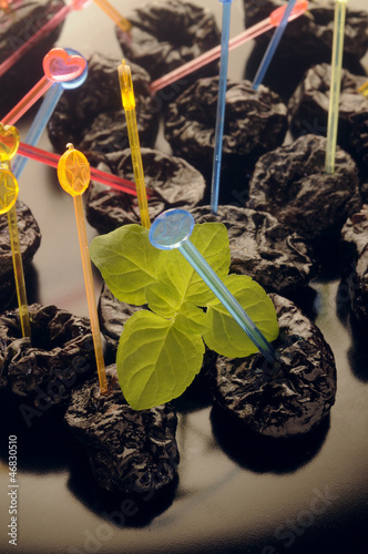 Photo: Prunes 梅干 서양 자두 Pruneaux Ciruelas Prunes 梅干 서양 자두 Pruneaux Ciruelas