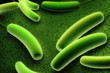 E coli Bacteria
