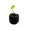 Sapling growing