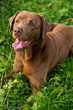 Labrador ausgepowert