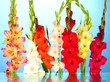 Beautiful Colorful Gladiolus O...