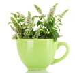fresh mint with flowers in cup, isolated on white