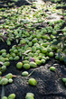 Photo: Olives scattered on the ground in the harvest day Olives scattered on the ground in the harvest day