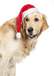 Golden retriever natalizio