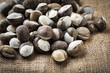 land snails