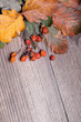 Rowan berries on wooden background