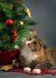cat and christmas
