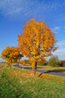 Foto: Landstraße im Herbst Landstraße im Herbst