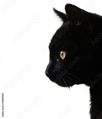 Photo: Black cat on white Black cat on white