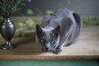 Stillleben mit Katze