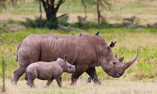 Photo: Rhinoceros with her baby, Lake Nakuru, Kenya Rhinoceros with her baby, Lake Nakuru, Kenya