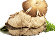 Foto: oyster mushrooms oyster mushrooms