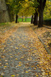 Autumn Walk Road