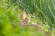 Onions in garden