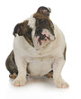 english bulldog