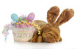 easter dog