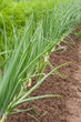 Spring Onions