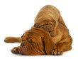 mother and puppy