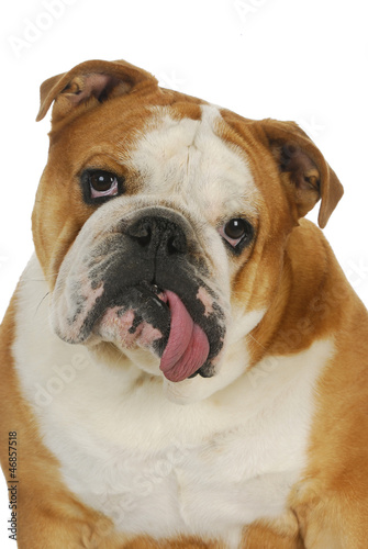 Photo: ugly bulldog ugly bulldog
