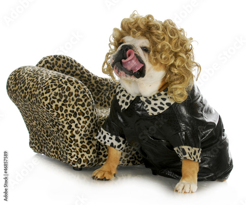 Photo: female bulldog female bulldog