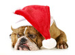 santa dog