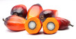 Oil palm fruit