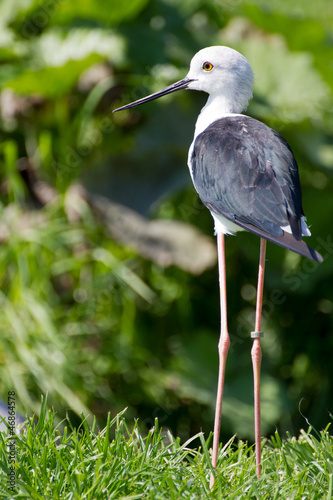 Photo: Common Stilt (Himantopus himantopus) Common Stilt (Himantopus himantopus)