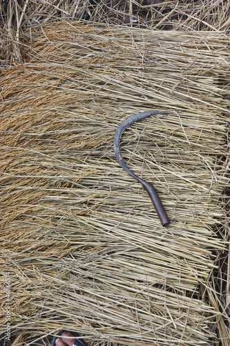 Photo: Farmers harvest rice. Farmers harvest rice.