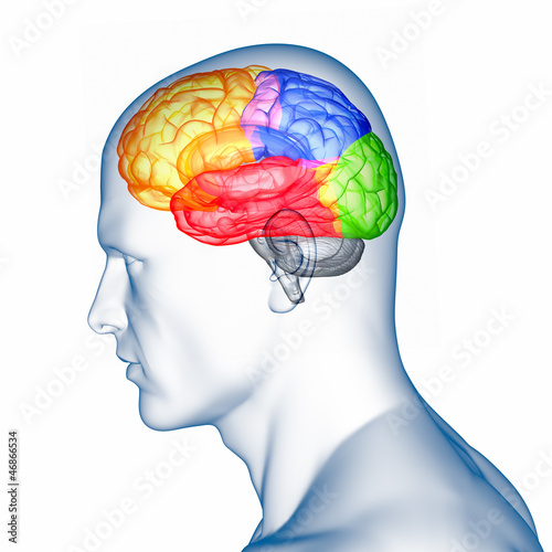 Illustration: Menschliches Gehirn - anatomisches Modell Menschliches Gehirn - anatomisches Modell