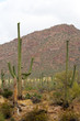 Saguaro National Park, USA..