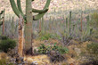 Saguaro National Park, USA..