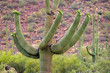 Saguaro National Park, USA..