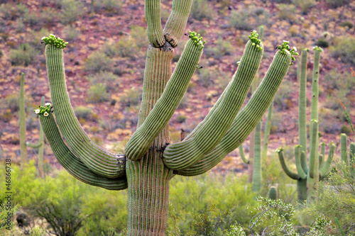 Photo: Saguaro National Park, USA.. Saguaro National Park, USA..