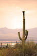 Saguaro National Park, USA..