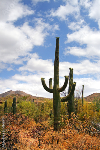 Photo: Saguaro National Park, USA.. Saguaro National Park, USA..
