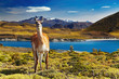 Torres del Paine, Patagonia, Chile